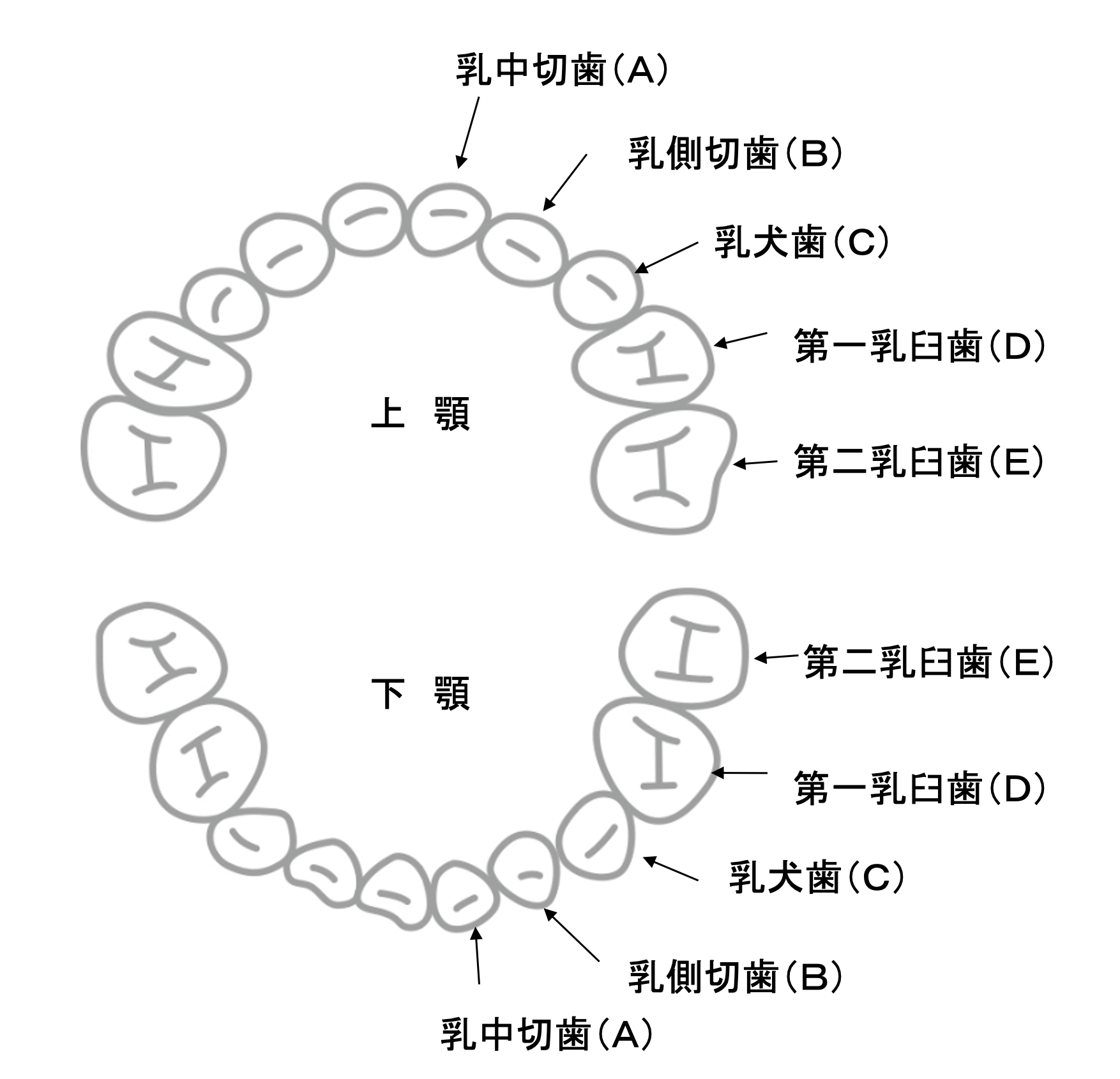 小児歯科医が解説 乳歯の本数は 永久歯の生え変わりはいつ 乳歯についてよくある質問まとめ ママ あのね