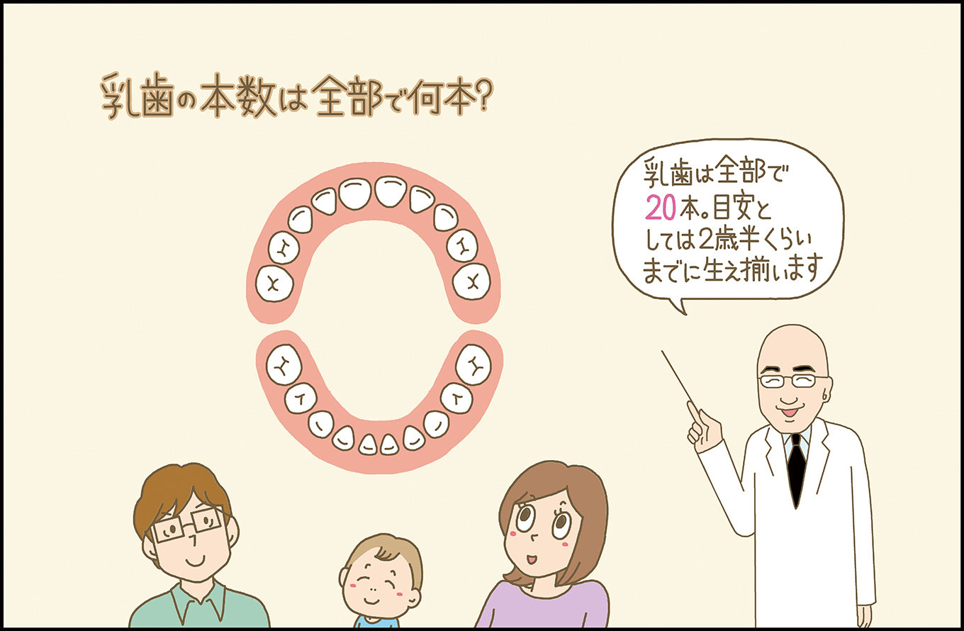 【小児歯科医が解説】乳歯の本数は？永久歯の生え変わりはいつ？乳歯についてよくある質問まとめ｜ママ、あのね。