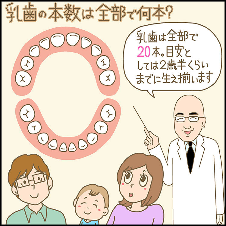 【小児歯科医が解説】乳歯の本数は？永久歯の生え変わりはいつ？乳歯についてよくある質問まとめ｜ママ、あのね。