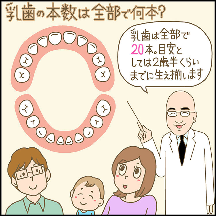[最も人気のある！] 赤ちゃん 歯の生える順番 違う 105802赤ちゃん 歯の生える順番 違う 歯並び Joshimageskif
